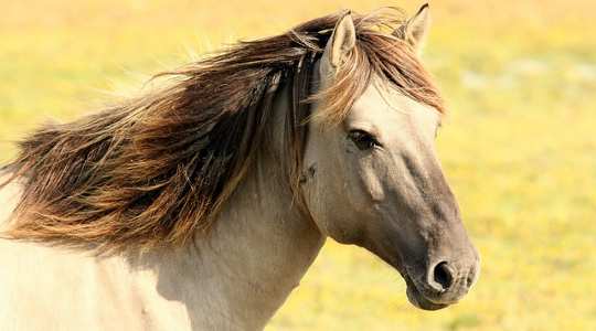 Belajar Tentang Kami Dengan Berkomunikasi dengan Kuda