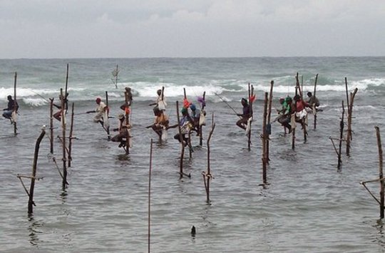 Stilt fishing in Sri Lanka.