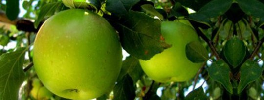 Your Call to Action: Picking God's Little Green Apples