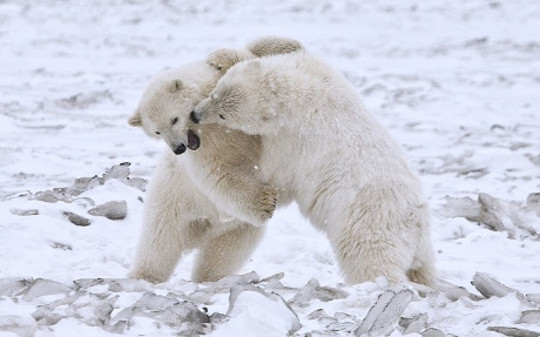 polar bears-11-12