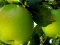 Your Call to Action: Picking God's Little Green Apples
