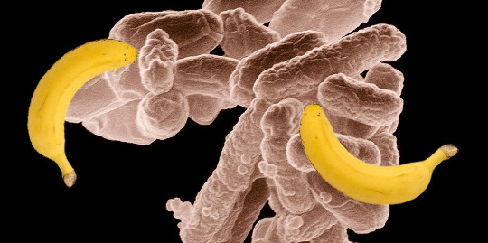 Why Bacteria Could Be The Answer To A Future Without Oil