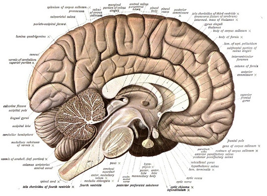 brain picture