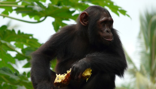 Chimps’ Hopes Of Survival Are Being Jeopardized By Climate Change