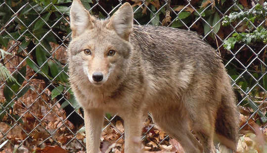 Cities Adapt To Growing Ranks Of Coyotes, Cougars And Other Wildlife