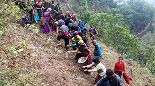 Medicinal Plants Alleviate Poverty and Protect Nepal’s Fragile Environment