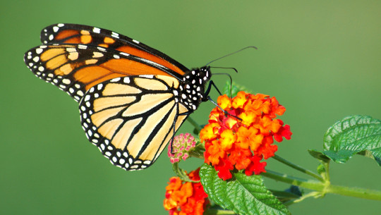 Why Monarch Butterflies Need A Helping Hand