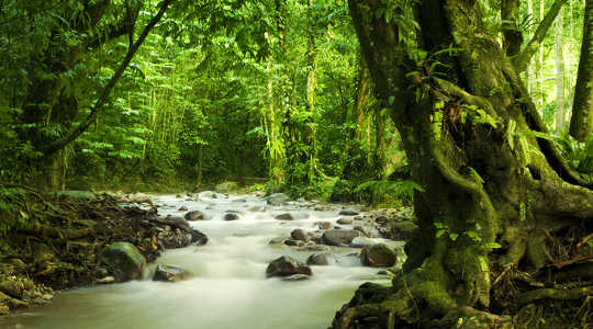 Will Tropical Forests Still Exist In 2100?