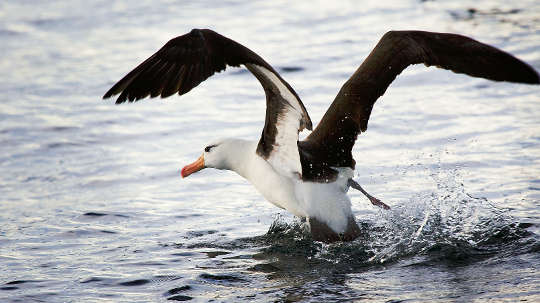  Seabirds Eat Plastic Because It Smells Like Dinner