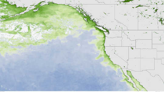 West Coast Toxic Algal Bloom Is Tied To The Pacific’s Warm Blob