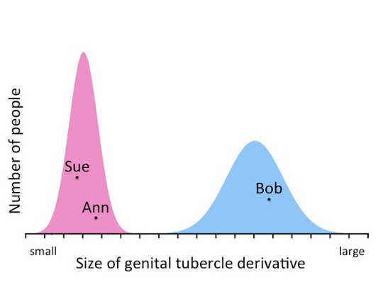 Size of human genitalia. Data from Wallen & Lloyd, 2008. Donna Maney, CC BY-ND