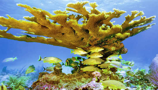 5,000 Year-old Corals Are Now Threatened