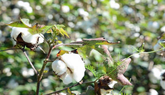 cotton plants 10 10