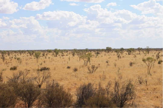 Australia’s dry ecosystems show dramatic changes between wet and dry. This is spinifex grassland during the dry. Spinifex covers around 20% of Australia’s land area. James Cleverly, Author provided