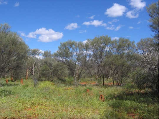  Mulga woodland during a wet period. James Cleverly, Author provided