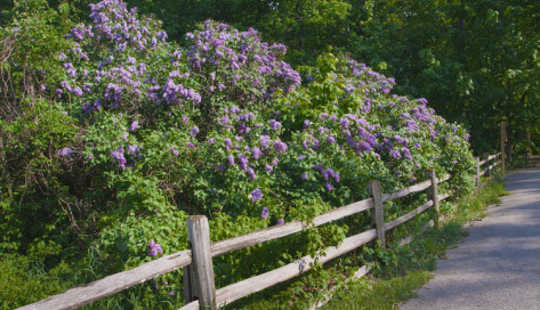 Metformin Is The Diabetes Drug That Is Developed From French Lilac