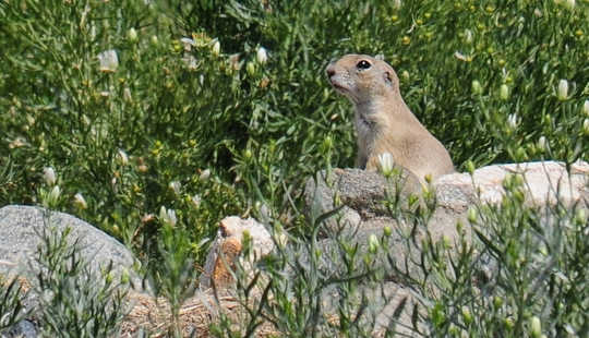  Stick to grasslands, ground squirrel. Vince Smith, CC BY