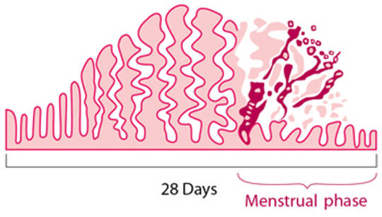 The Short Menstrual Cycle Is Linked To Lower Fertility