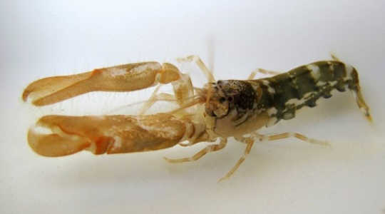 The snapping shrimp is the noisiest marine creature in coastal ecosystems. Image: Tullio Ross/University of Adelaide