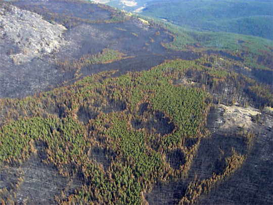 Parts of the Tripod fire in 2006 burned in a mosaic pattern of trees of different ages, which can prevent large-scale, contiguous burns. It’s evidence that prescribed burning and thinning can make forests more resilient. U.S. Forest Service