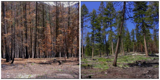 Unmanaged stands on the left compared to an adjacent plot that’s been thinned to reduce vulnerability to severe fire. Susan J Prichard, Author provided