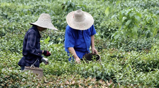 Climate Change Brings Hard Times For Tea Producers