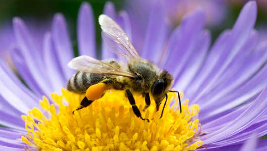 Neonicotinoids Are Linked To Wild Bee And Butterfly Declines