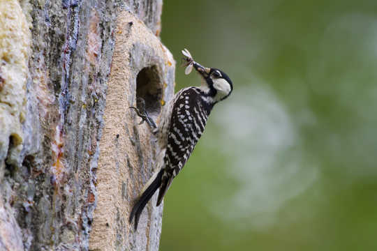 The red-cockaded woodpecker is one of many threatened species that live in these woods. US FWS, CC BY