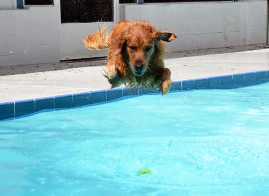 dog pool 4 11