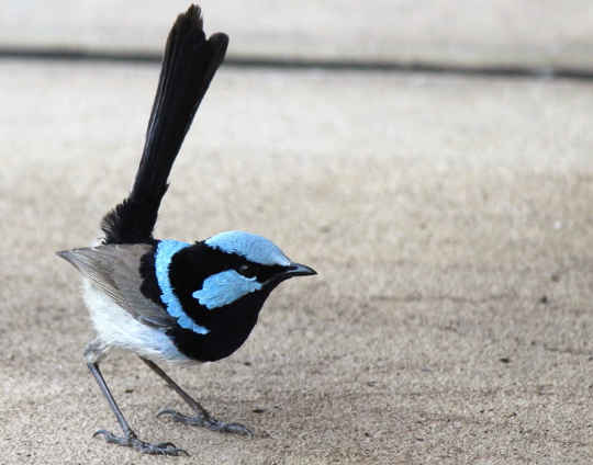 Fairy wrens can become surprisingly bold around gardens and houses. Photo by Wanda Optland, supplied by author.