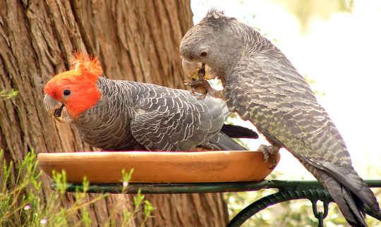 Gang gang cockatoos refresh themselves in a garden. Glenn Pure
