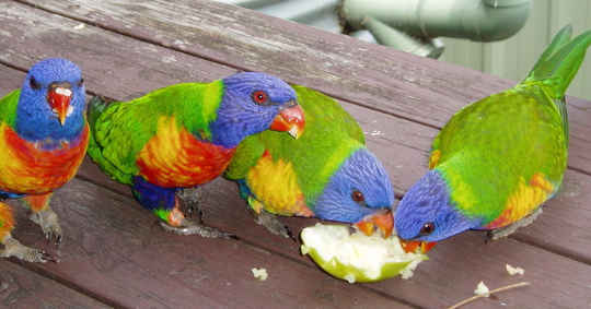 Rainbow lorikeets seem to prioritise food over birdbaths. Photo supplied by Wanda Optland, provided by author.