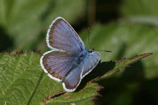 Some Butterflies And Moths Can Not Adapt To The Changing Climate
