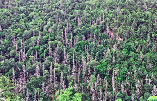 Invasive Pests Kill Enough Trees To Hamper Carbon Storage