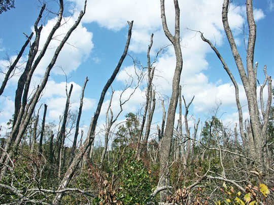 Invasive Pests Kill Enough Trees To Hamper Carbon Storage