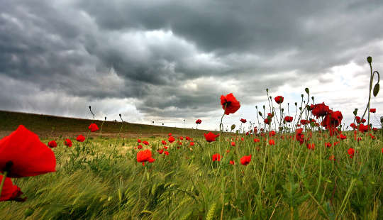 a field of red poppies in bloom