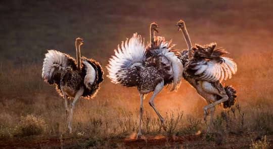 ostriches are among the smallest-brained birds.
