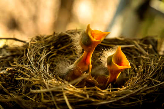 Altricial birds are born helpless, but being fed for long periods by their parents lets them grow bigger brains.