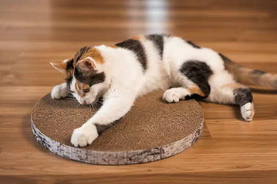 cat with its own scratching pad