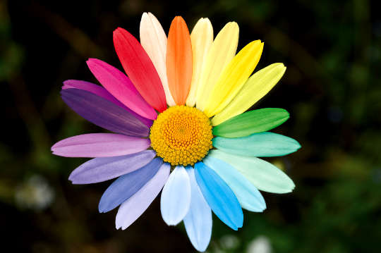 a daisy will petals of many colors