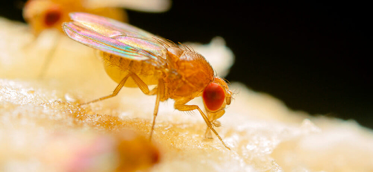 fruit fly 6 16