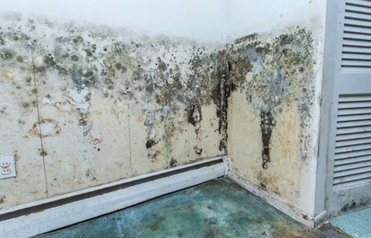 what the color of mold means2 6 26