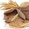 Gluten and Grains -- Good or Bad? article by Vijay Vad M.D.