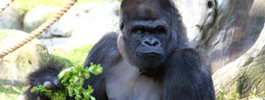 Eating like a Gorilla is Good for You???