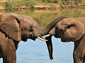 two elephants close up and trunks touching