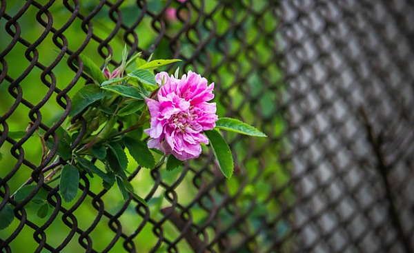 a lone flower in a chain link fence