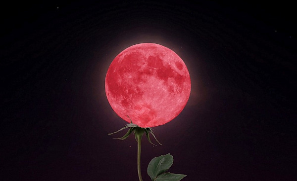 an artistic rendition of a full moon "resting" on a flower stem