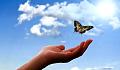 a butterfly just above an open hand