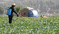 A farmer in China spreads pesticide on her crops. Image: IFPRI via Flickr