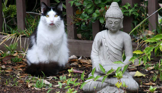 La importancia del gato en la meditación